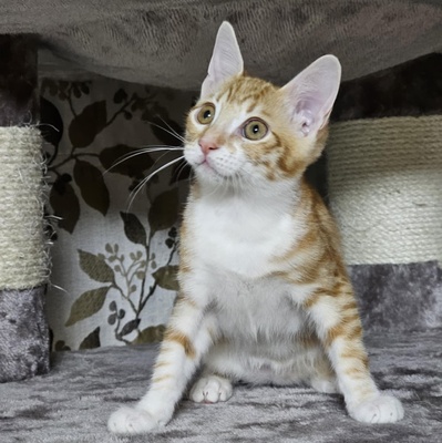 Katerchen Neelix packt gern seinen Koffer, EKH Jungtier - Kater