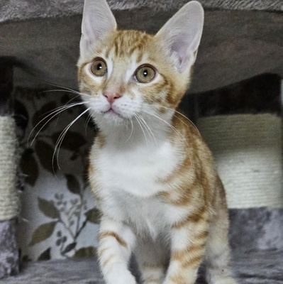 Katerchen Neelix packt gern seinen Koffer, EKH Jungtier - Kater