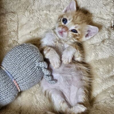 Katerchen Neelix packt gern seinen Koffer, EKH Jungtier - Kater