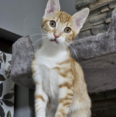 Katerchen Neelix packt gern seinen Koffer, EKH Jungtier - Kater