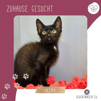 Katerchen Nero sucht sein Körbchen