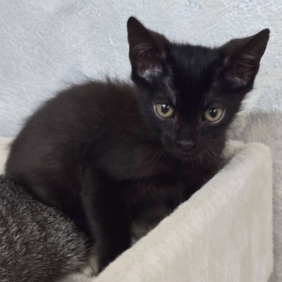 Katerchen Nero sucht sein Körbchen, EKH Jungtier - Kater