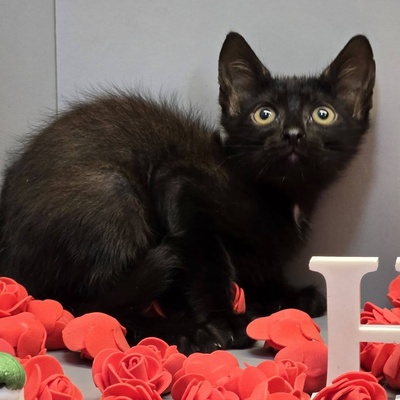 Katerchen Nero sucht sein Körbchen, EKH Jungtier - Kater