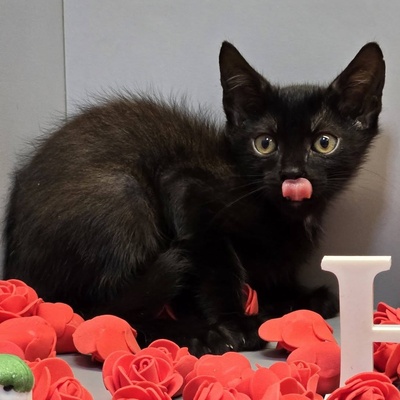 Katerchen Nero sucht sein Körbchen, EKH Jungtier - Kater