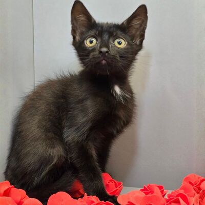 Katerchen Nero sucht sein Körbchen, EKH Jungtier - Kater