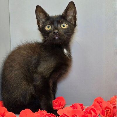 Katerchen Nero sucht sein Körbchen, EKH Jungtier - Kater