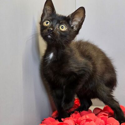 Katerchen Nero sucht sein Körbchen, EKH Jungtier - Kater