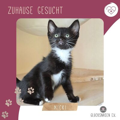 Katerchen Nicki hofft auf Post, EKH Jungtier - Kater