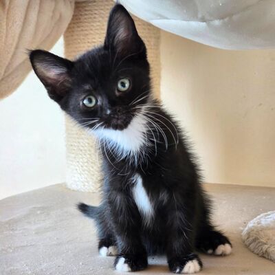 Katerchen Nicki hofft auf Post, EKH Jungtier - Kater