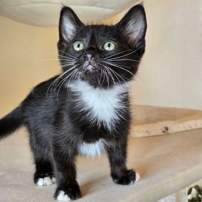 Katerchen Nicki hofft auf Post, EKH Jungtier - Kater