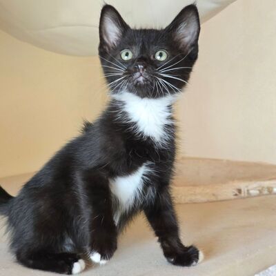 Katerchen Nicki hofft auf Post, EKH Jungtier - Kater