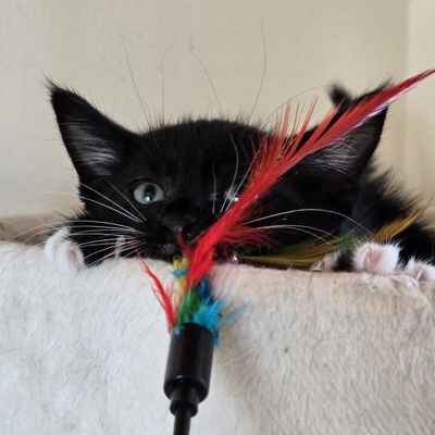 Katerchen Nicki hofft auf Post, EKH Jungtier - Kater