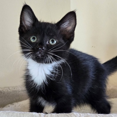 Katerchen Nicki hofft auf Post, EKH Jungtier - Kater