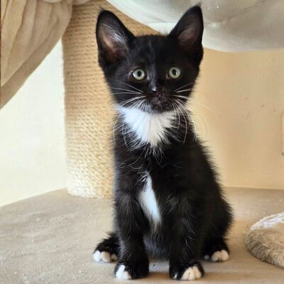 Katerchen Nicki hofft auf Post, EKH Jungtier - Kater
