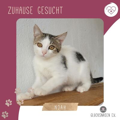 Katerchen Noah packt gern seinen Koffer