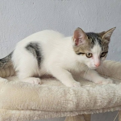 Katerchen Noah packt gern seinen Koffer, EKH Jungtier - Kater