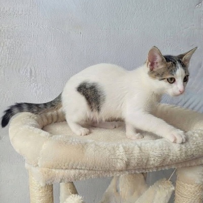 Katerchen Noah packt gern seinen Koffer, EKH Jungtier - Kater