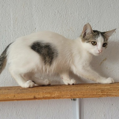 Katerchen Noah packt gern seinen Koffer, EKH Jungtier - Kater