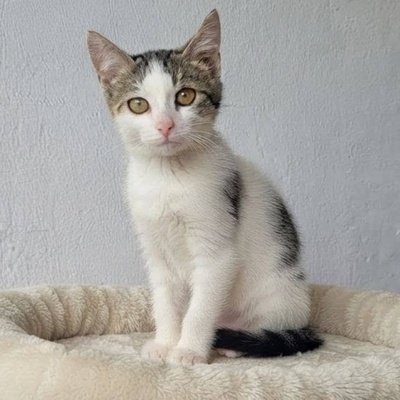 Katerchen Noah packt gern seinen Koffer, EKH Jungtier - Kater
