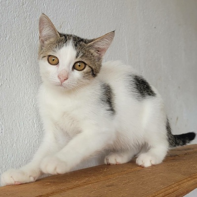 Katerchen Noah packt gern seinen Koffer, EKH Jungtier - Kater