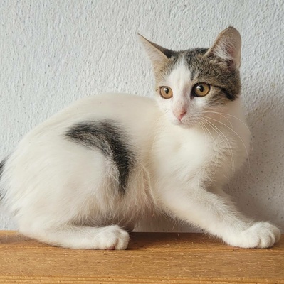 Katerchen Noah packt gern seinen Koffer, EKH Jungtier - Kater