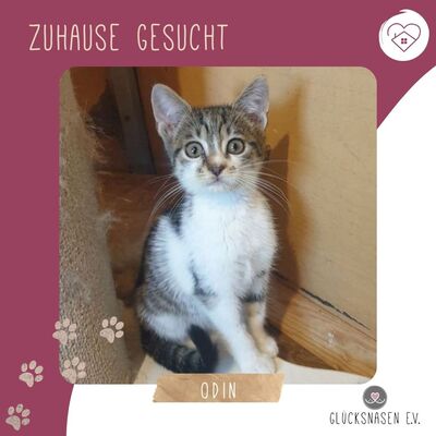 Katerchen Odin ist neugierig auf Deine Welt
