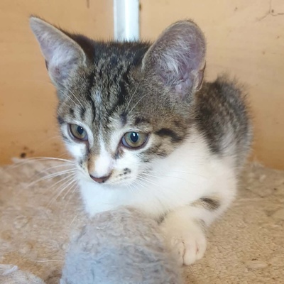 Katerchen Odin ist neugierig auf Deine Welt, EKH Jungtier - Kater