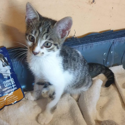 Katerchen Odin ist neugierig auf Deine Welt, EKH Jungtier - Kater