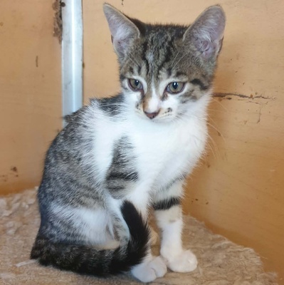 Katerchen Odin ist neugierig auf Deine Welt, EKH Jungtier - Kater
