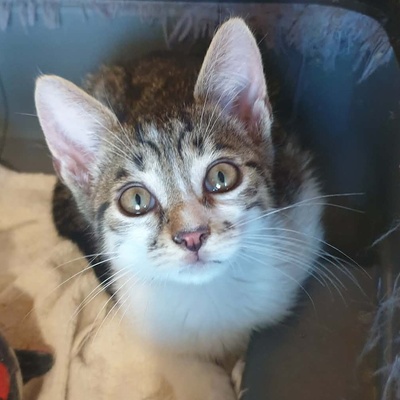 Katerchen Odin ist neugierig auf Deine Welt, EKH Jungtier - Kater