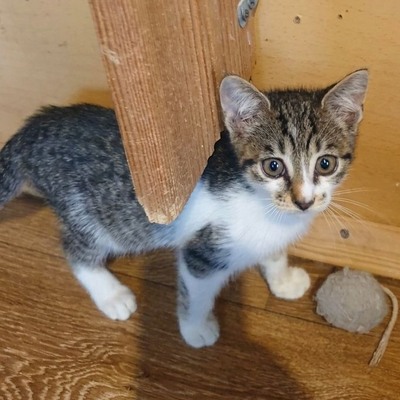 Katerchen Odin ist neugierig auf Deine Welt, EKH Jungtier - Kater