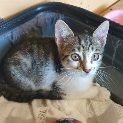 Katerchen Odin ist neugierig auf Deine Welt, EKH Jungtier - Kater