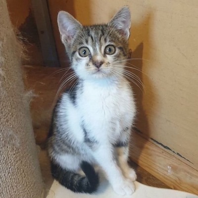 Katerchen Odin ist neugierig auf Deine Welt, EKH Jungtier - Kater