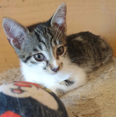 Katerchen Odin ist neugierig auf Deine Welt, EKH Jungtier - Kater