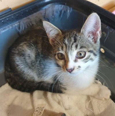 Katerchen Odin ist neugierig auf Deine Welt, EKH Jungtier - Kater
