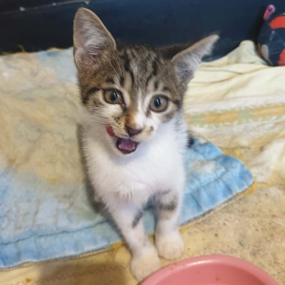 Katerchen Odin ist neugierig auf Deine Welt, EKH Jungtier - Kater