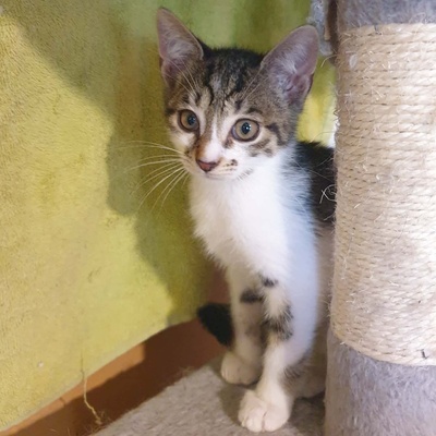 Katerchen Odin ist neugierig auf Deine Welt, EKH Jungtier - Kater