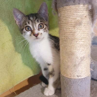 Katerchen Odin ist neugierig auf Deine Welt, EKH Jungtier - Kater