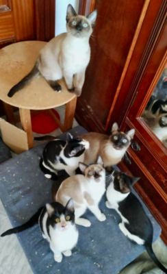 Katerchen PLUTO bei München (ALM) - Kater