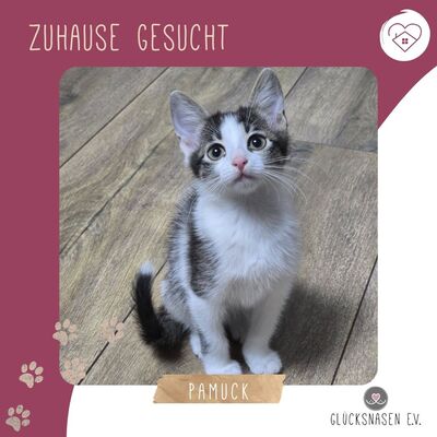Katerchen Pamuck sucht Dich zum kuscheln, EKH Jungtier - Kater
