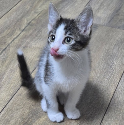 Katerchen Pamuck sucht Dich zum kuscheln, EKH Jungtier - Kater
