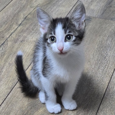 Katerchen Pamuck sucht Dich zum kuscheln, EKH Jungtier - Kater