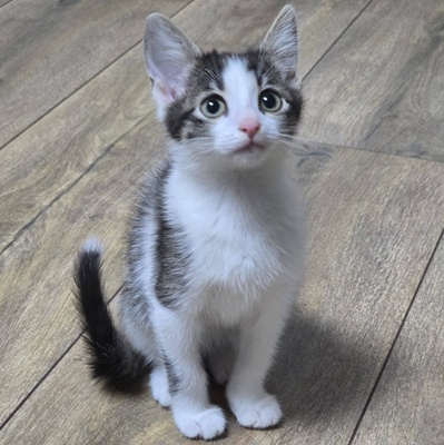 Katerchen Pamuck sucht Dich zum kuscheln, EKH Jungtier - Kater