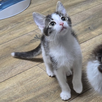 Katerchen Pamuck sucht Dich zum kuscheln, EKH Jungtier - Kater
