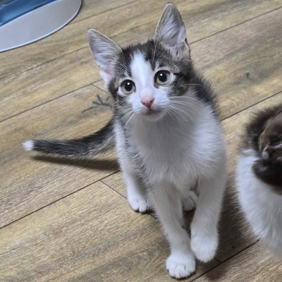 Katerchen Pamuck sucht Dich zum kuscheln, EKH Jungtier - Kater