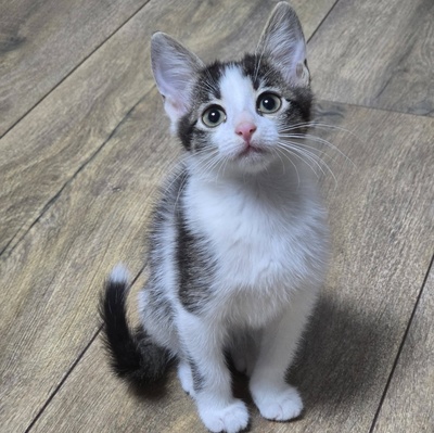Katerchen Pamuck sucht Dich zum kuscheln, EKH Jungtier - Kater