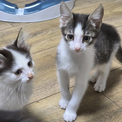 Katerchen Pamuck sucht Dich zum kuscheln, EKH Jungtier - Kater