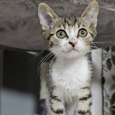 Katerchen Philo möchte gern bald reisen, EKH Jungtier - Kater