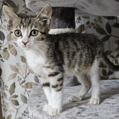 Katerchen Philo möchte gern bald reisen, EKH Jungtier - Kater