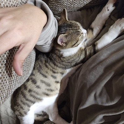 Katerchen Philo möchte gern bald reisen, EKH Jungtier - Kater